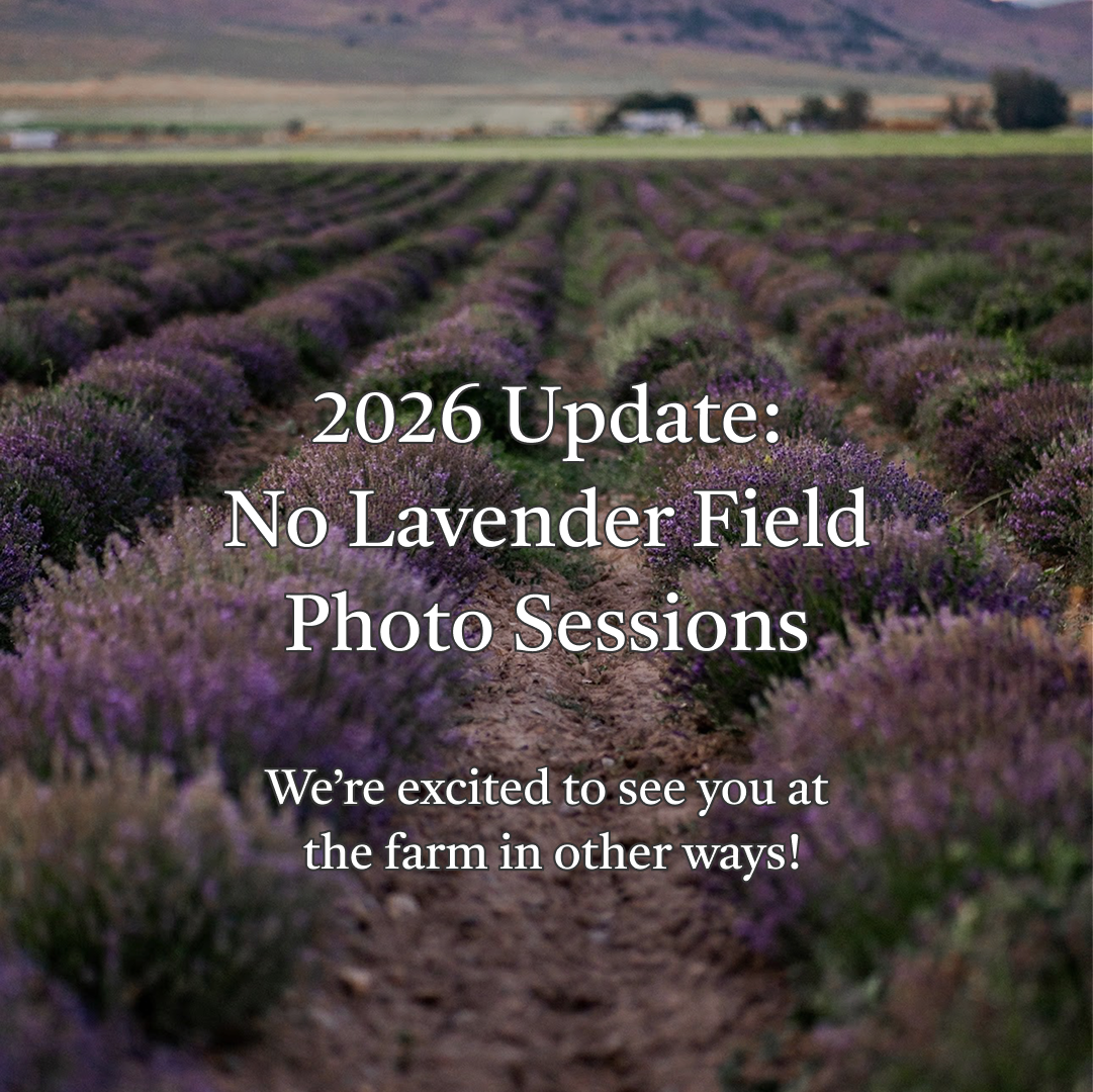 hero-lavfield-update