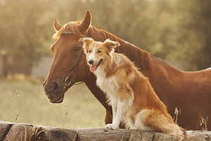 events-animalconference-25-300x200